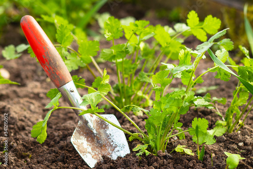 Close-up of a shovel in the ground, harvesting coriander or dumplings. concept, spring sowing and farming