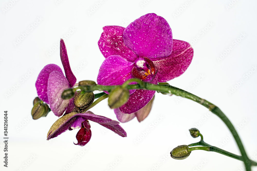 Fototapeta premium Purple orchid flower phalaenopsis, phalaenopsis or falah on a white background. Purple phalaenopsis flowers on the centre. Known as butterfly orchids. Selective focus.