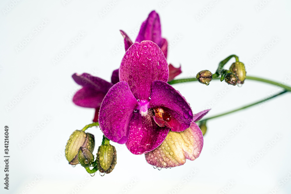 Obraz premium Purple orchid flower phalaenopsis, phalaenopsis or falah on a white background. Purple phalaenopsis flowers on the centre. Known as butterfly orchids. Selective focus.