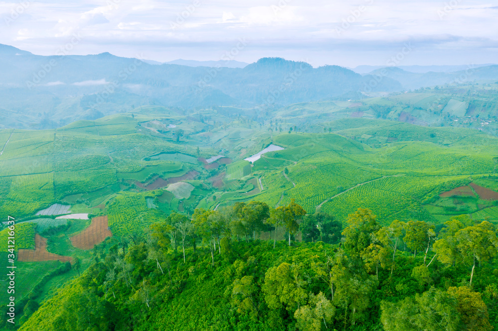 Stunning aerial landscape of green tea plantation