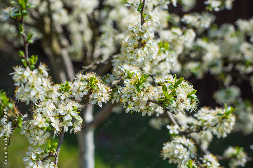 Spring pear tree in garden. Gardening concept Spring pear tree in garden. Gardening concept