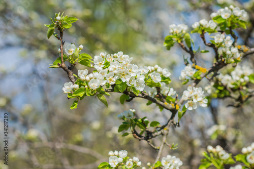 Spring pear tree in garden. Gardening concept © T.Den_Team