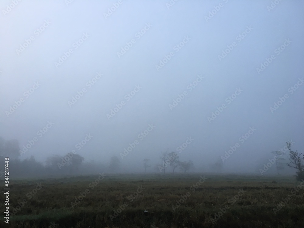 morning mist in the flied morning mist in the flied