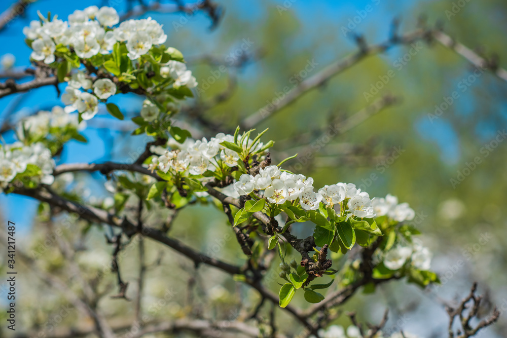 Spring pear tree in garden. Gardening concept Spring pear tree in garden. Gardening concept