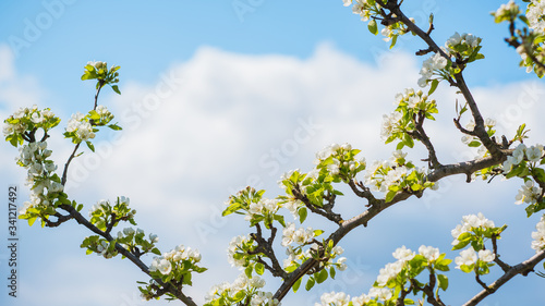 Spring pear tree in garden. Gardening concept