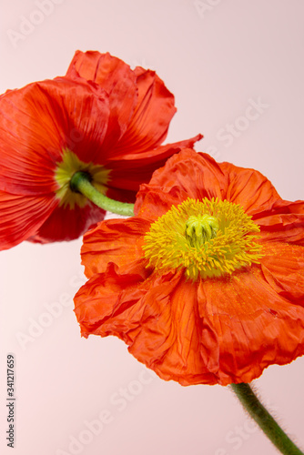 Close up of red poppy flowers on pink background