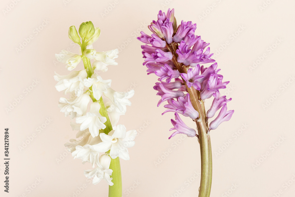 Fresh purple and white hyacinth flower isolated on background