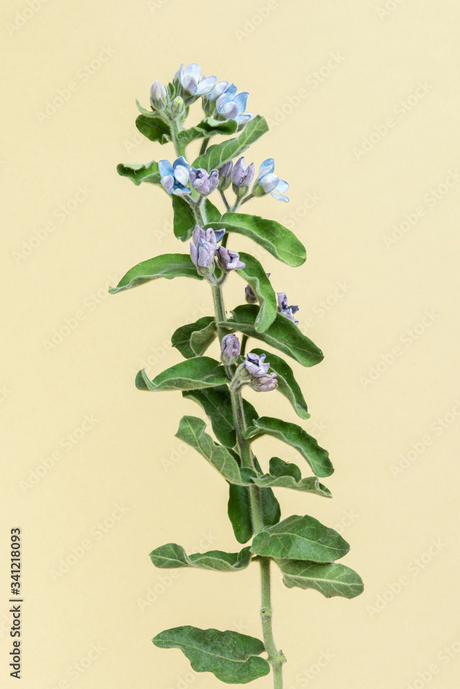 Fresh blue Tweedia Oxypetalum flower