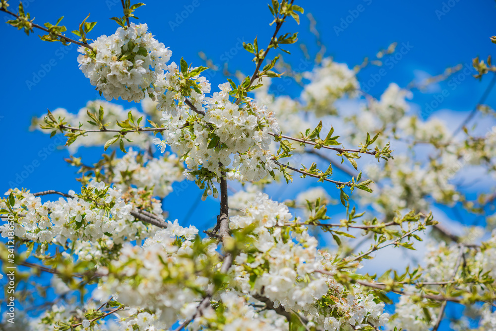 Spring cherry tree in garden. Gardening concept Spring cherry tree in garden. Gardening concept