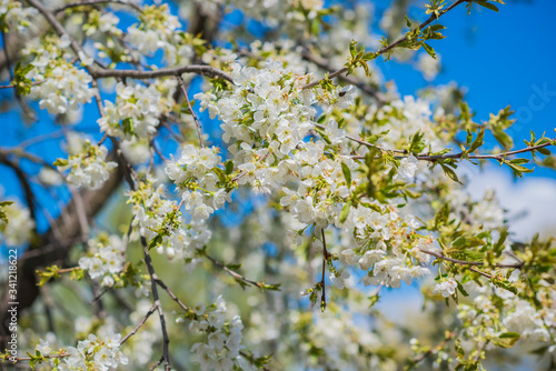 Spring cherry tree in garden. Gardening concept