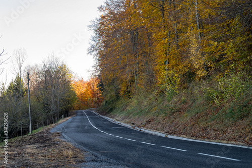 Road in yellow autumn forest.