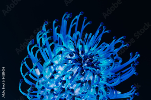 Blue pincushion protea flower
