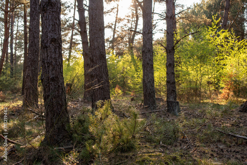 Obraz premium Wald und Heidi