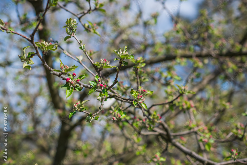 Spring apple tree in garden. Gardening concept Spring apple tree in garden. Gardening concept