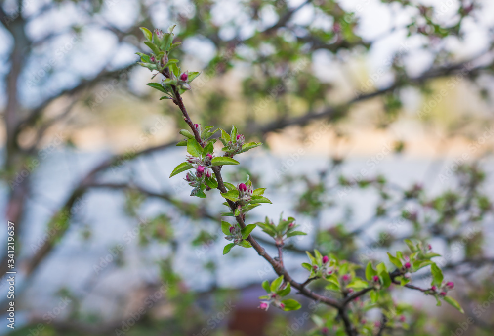 Spring apple tree in garden. Gardening concept Spring apple tree in garden. Gardening concept
