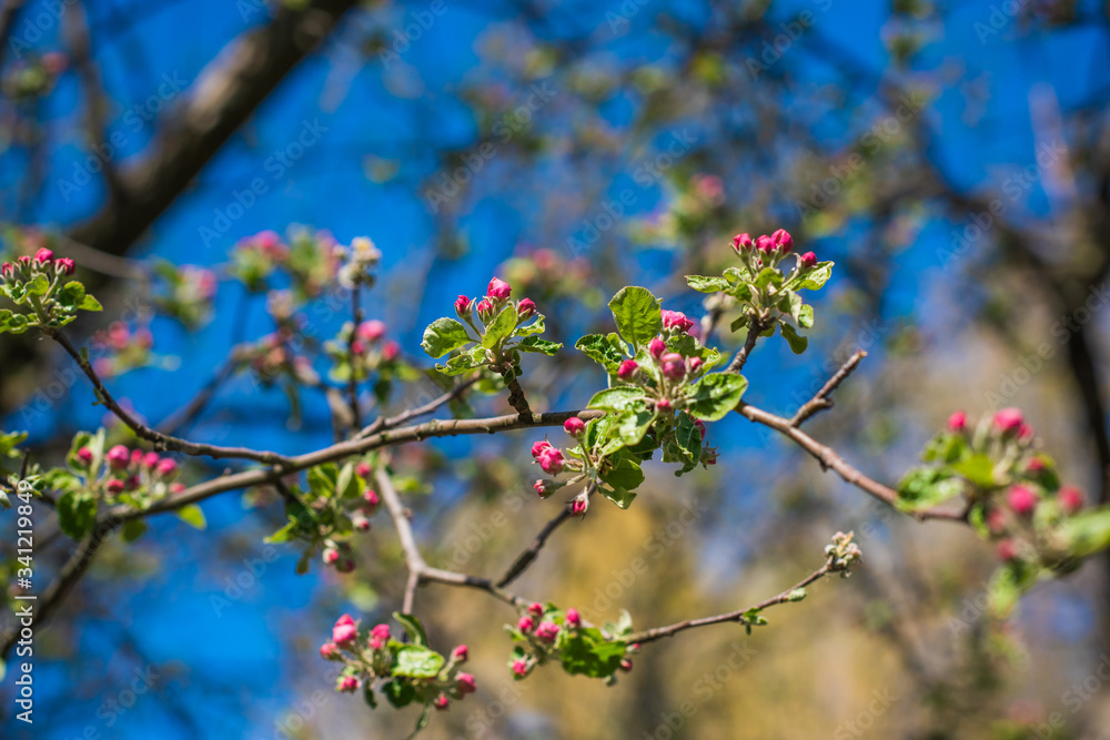 Spring apple tree in garden. Gardening concept Spring apple tree in garden. Gardening concept