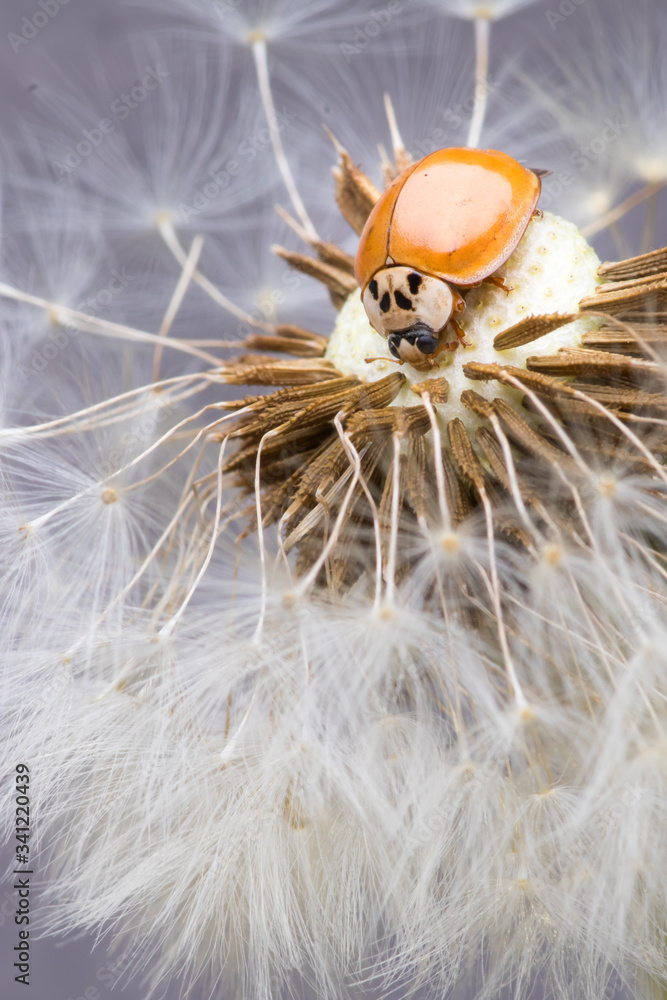 Fototapeta premium Close up of red ladybug without dots on dandelion.