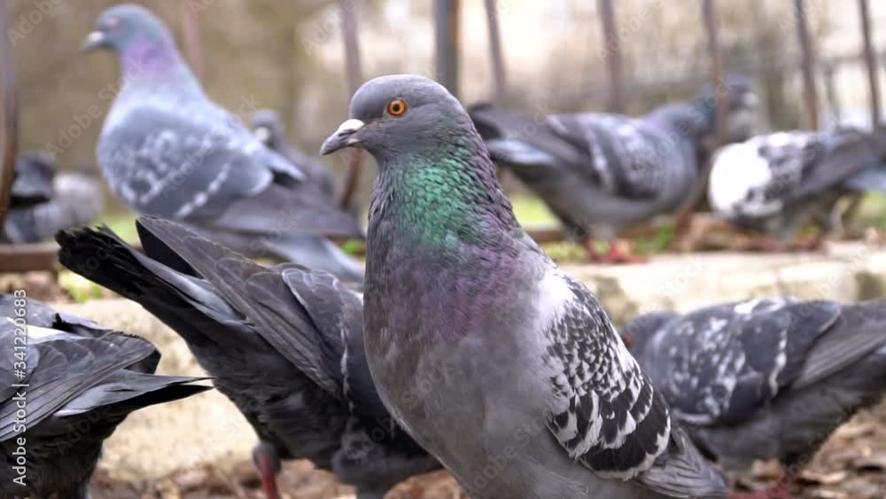 Wild birds on the street. A curious pigeon looks at the camera against the background of other pigeons Wild birds on the street. A curious pigeon looks at the camera against the background of other pigeons