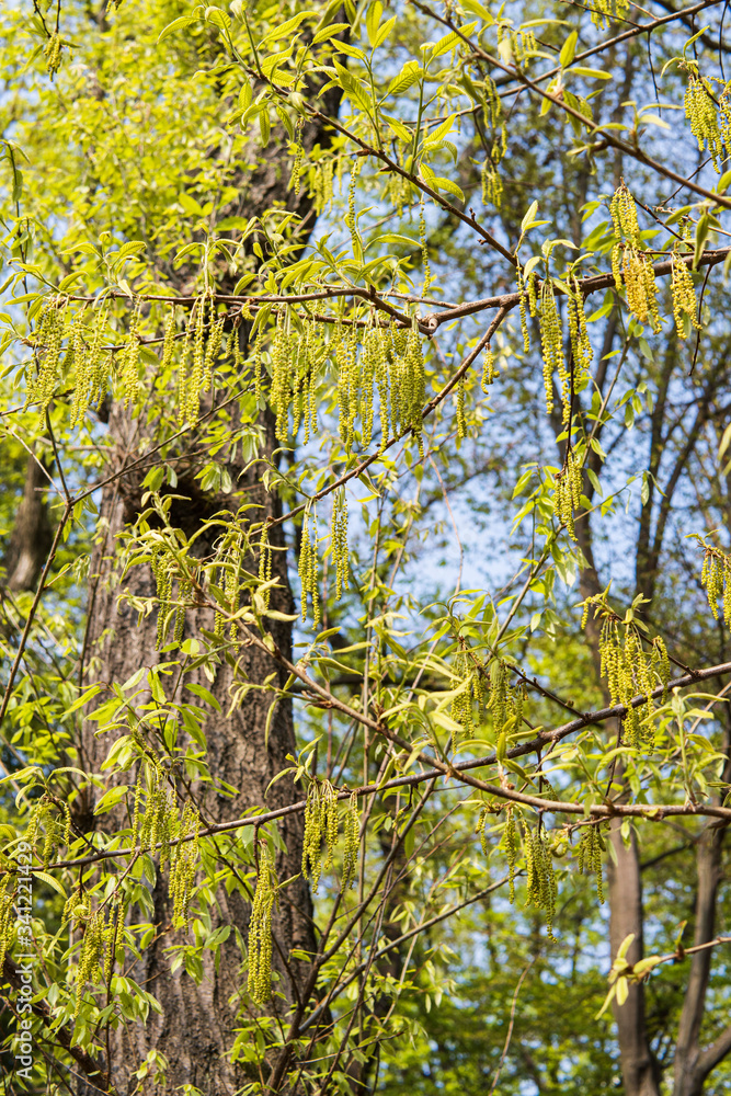 花が下がるハシバミの木 Corylus Heterophylla Stock Photo Adobe Stock 花が下がるハシバミの木 Corylus Heterophylla Stock Photo Adobe Stock
