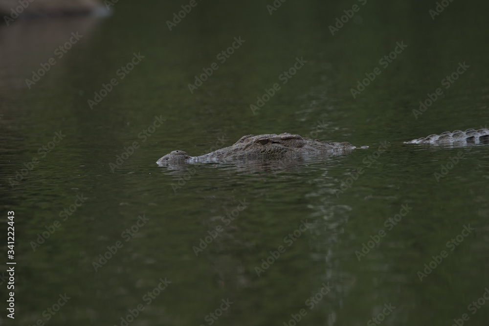 Crocodile or an alligator moving gently in water for catch its pray, he's very Dangerous. Crocodile or an alligator moving gently in water for catch its pray, he's very Dangerous.