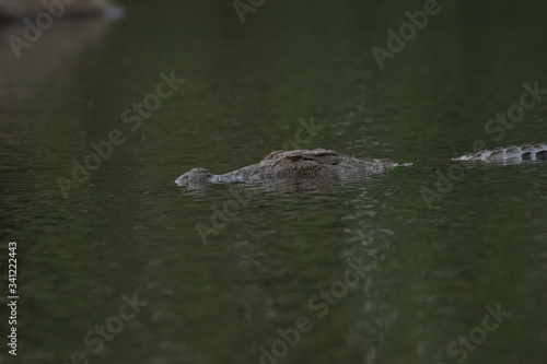 Crocodile or an alligator moving gently in water for catch its pray, he's very Dangerous.