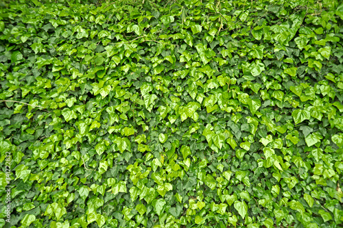 緑の壁・ツタ・植物