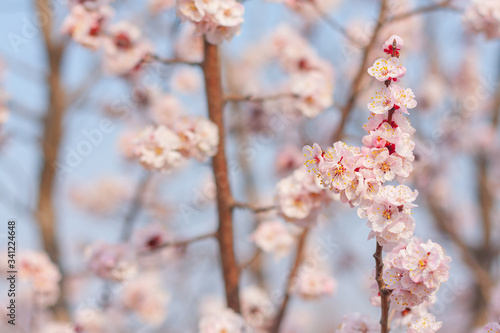 Blooming apricot flower，Prunus sibirica