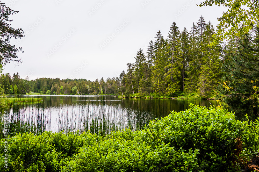 étang de la gruère, la gruère, see, moorsee, moor, weiher, hochmoor, wanderweg, spazierweg, Wald, Waldweg, Wasserpflanzen, torfmoos, jura, Naturschutz, frühling, sommer, schweiz étang de la gruère, la gruère, see, moorsee, moor, weiher, hochmoor, wanderweg, spazierweg, Wald, Waldweg, Wasserpflanzen, torfmoos, jura, Naturschutz, frühling, sommer, schweiz