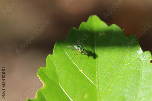 Fotografie grüne kleine Mordfliege?