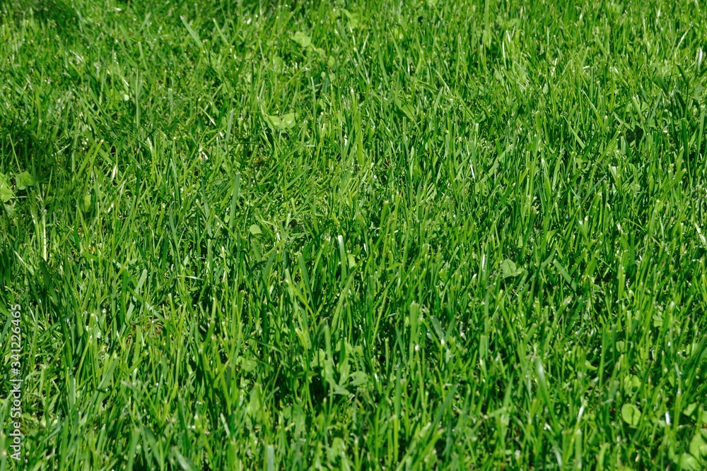 Obraz premium Cesped en primavera