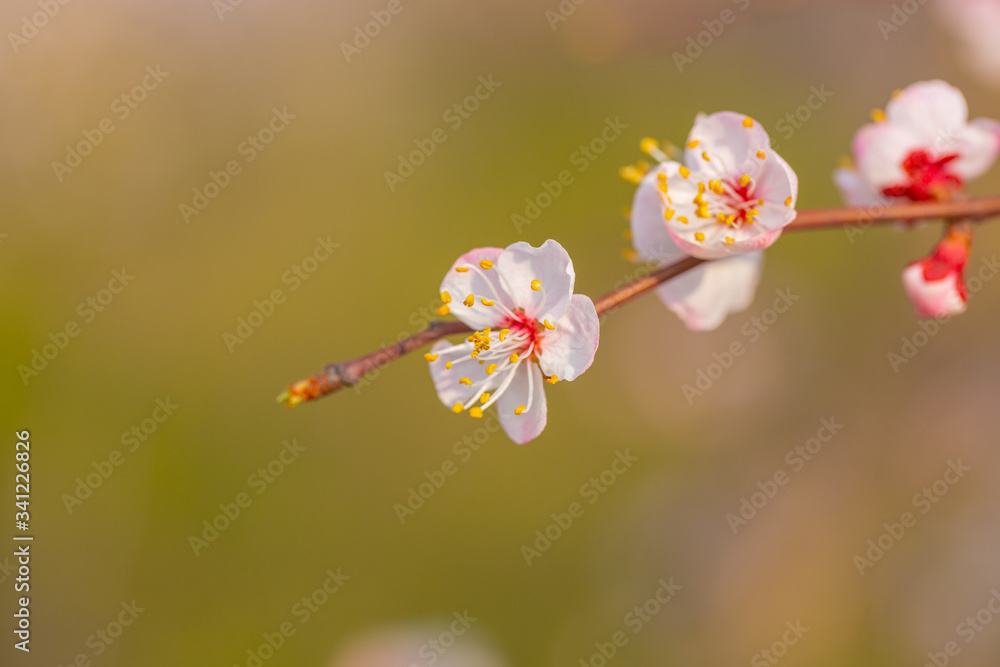 Blooming apricot flower,Prunus sibirica Blooming apricot flower,Prunus sibirica