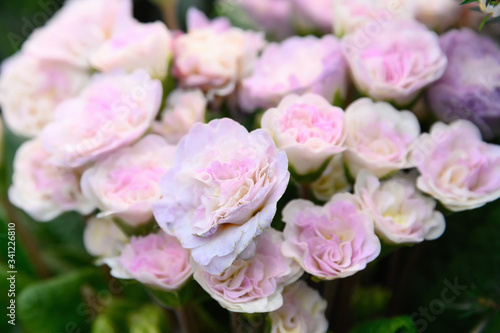 Beautiful pink garden roses. Natural background of pink garden roses.