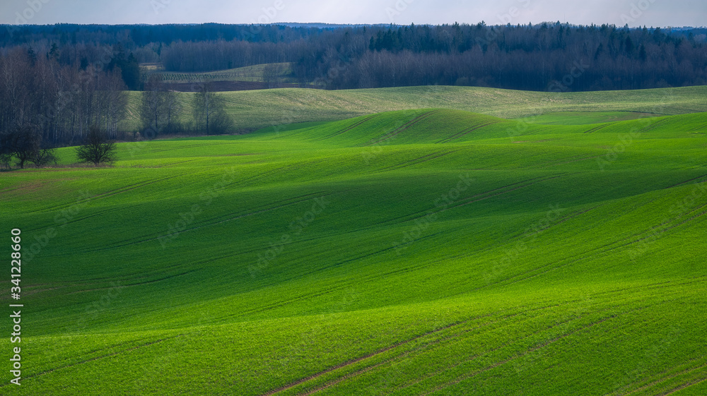 Spring Rolling Green Hills With Fields Of Wheat.