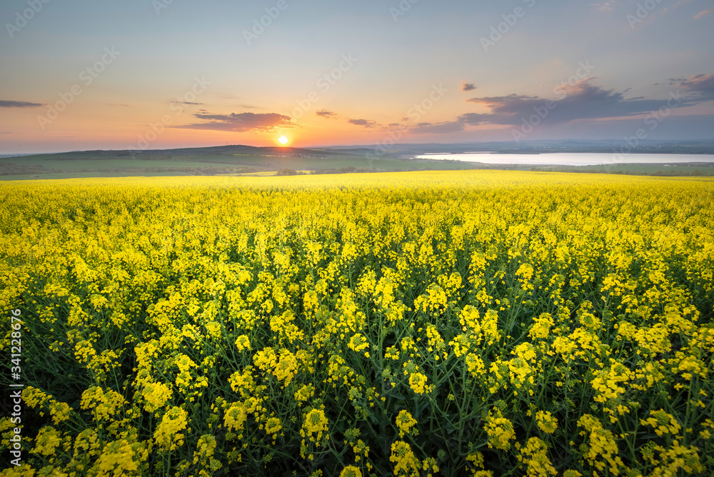 Rapeseed field at sunset, Blooming canola flowers panorama. Rape on the field in summer. Bright Yellow rapeseed oil