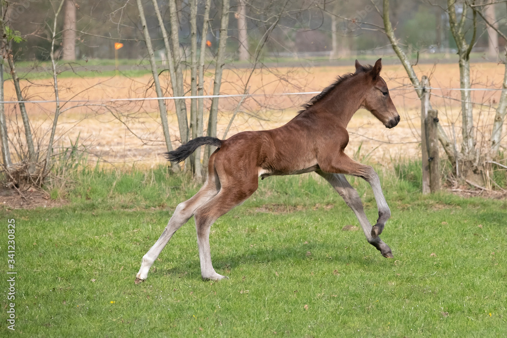 Cute small brown foal running in trot free in the field. Animal in motion Cute small brown foal running in trot free in the field. Animal in motion