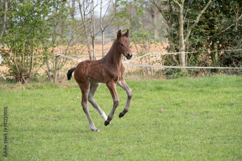 Cute small brown foal running in trot free in the field. Animal in motion