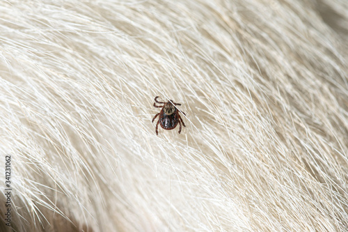 Encephalitis tick insect crawling on animal hair. Ixodes ricinus or Dermacentor variabilis