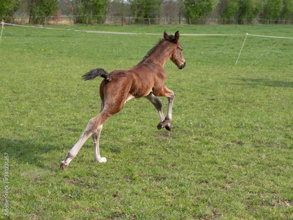 Cute small brown foal running in trot free in the field. Animal in motion Cute small brown foal running in trot free in the field. Animal in motion