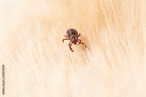 ornate dog tick, meadow tick or marsh tick hiding in dog fur