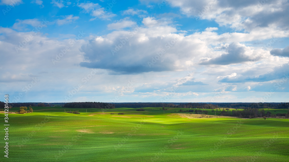 Obraz premium Spring Rolling Green Hills With Fields Of Wheat.