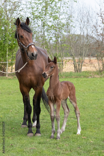 Little just born brown horse standing next to the mother, during the day with a countryside landscape © Dasya - Dasya