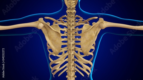 3D Illustration Human Skeleton Anatomy Bones of Scapula