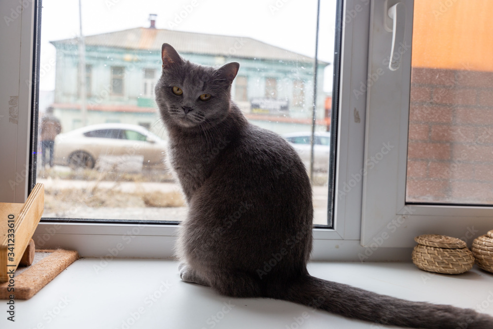 Beautiful grey british cat sitting on the windowsill 