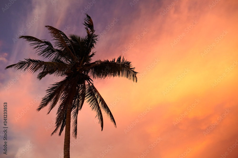 Silhouette of a coconut palm tree at colorful sunset.