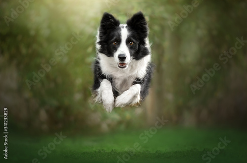 Foto border collie dog beautiful portrait green background photo in motion funny dog