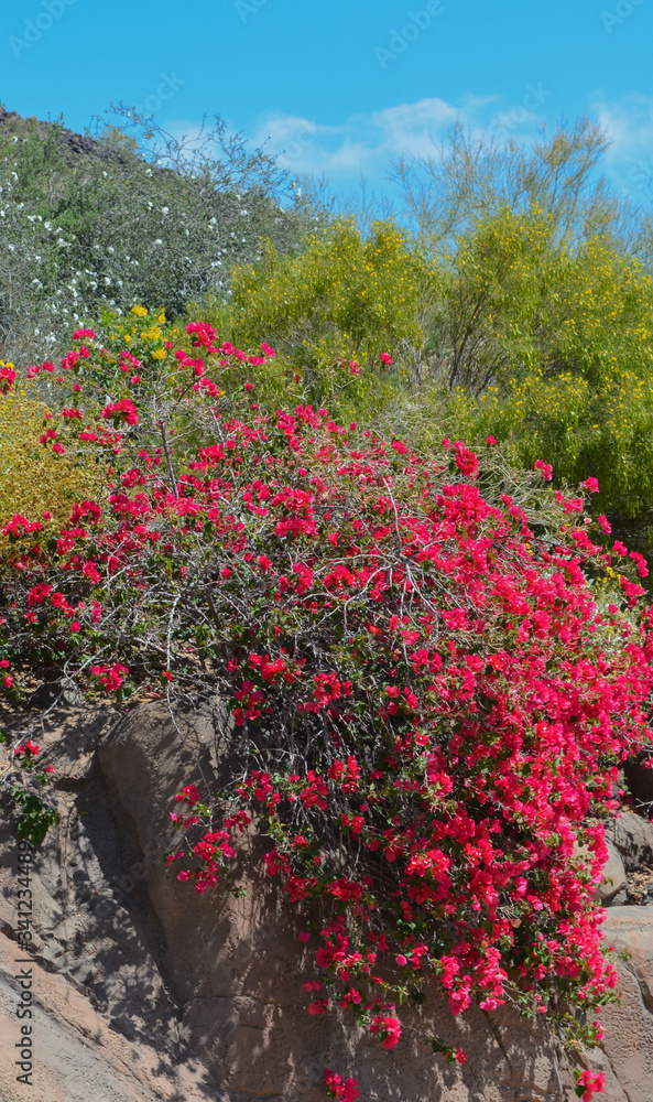Bougainvillea has thorny ornamental vines blooming in Glendale, Maricopa County, Arizona USA