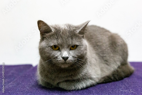 Beautiful grey british cat on white background
