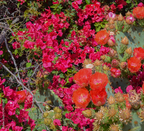 Bougainvillea has thorny ornamental vines and Prickly Pear Cactus (Opuntia Cactaceae) blooming in Glendale, Maricopa County, Arizona USA photo