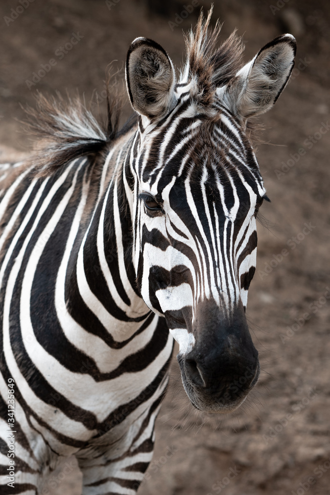 Naklejka premium portret zebry