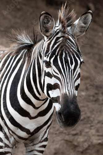 retrato zebra